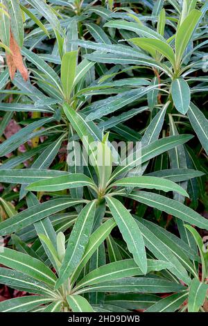 Euphorbia mellifera canarino / miele spurge – arbusto a forma di cupola con foglie a forma di lancia verde brillante e scuro con midvenue gialla, dicembre, Inghilterra, Foto Stock