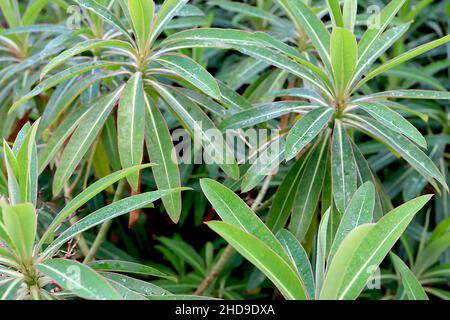 Euphorbia mellifera canarino / miele spurge – arbusto a forma di cupola con foglie a forma di lancia verde brillante e scuro con midvenue gialla, dicembre, Inghilterra, Foto Stock