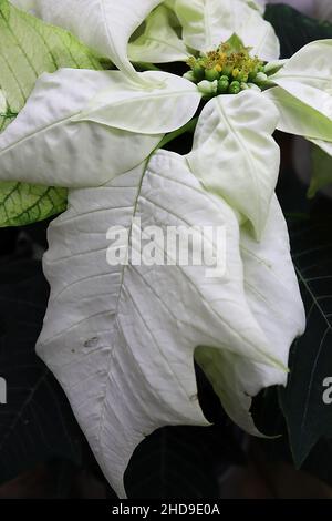 Euphorbia pulcherrima ‘White’ poinsettia White – piccoli fiori gialli e grandi crateri ovati bianchi a foglia, dicembre, Inghilterra, Regno Unito Foto Stock