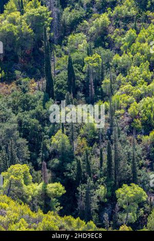 verde foresta di conifere sull'isola greca di zante zante grecia, alberi su zante, zante foresta grecia, selezione di alberi sempreverdi in geece. Foto Stock