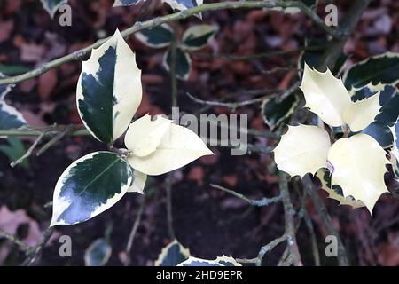 Ilex aquifolium «Rubricaulis Aurea» agrifoglio Rubricaulis Aurea – foglie di colore verde scuro con margini di crema, rami di colore viola scuro, dicembre, Inghilterra, Regno Unito Foto Stock