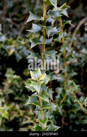 Il agrifoglio di ilex pernyi Perny – piccole foglie di spinoso triangolari a metà verde, dicembre, Inghilterra, Regno Unito Foto Stock