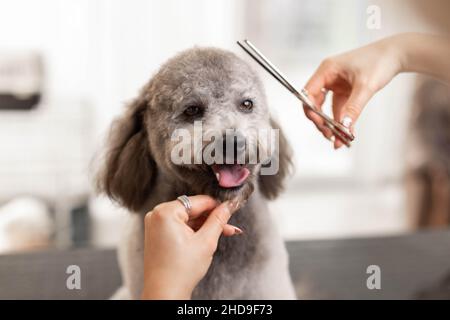 Grazioso, biondo cane groomer signora rifinisce purebred cucciolo di barbolo. Foto Stock