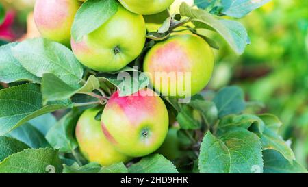 Mele su un albero di mele colonnare primo piano. Albero di mele colonnare sullo sfondo del verde del frutteto. Belle mele mature su un ramo in Foto Stock