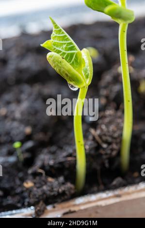 Germinazione di piante di fagioli in primavera precoce sul davanzale per piantando in giardino vicino Foto Stock