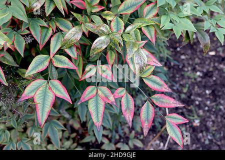 Nandina domestica Bamboo sacro – foglie di verde chiaro con vene verde scuro e margini rossi, dicembre, Inghilterra, Regno Unito Foto Stock