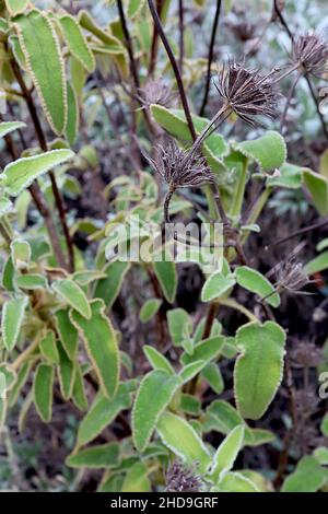 Salvia Phlomis leucofratta Jerusalem – calice marrone scuro e foglie verdi brillanti con margini gialli frangiati, dicembre, Inghilterra, Regno Unito Foto Stock