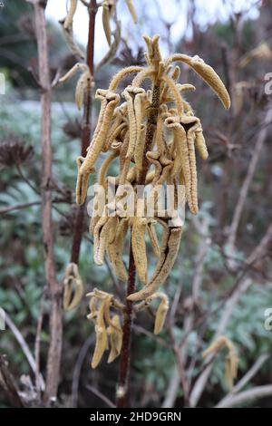 Phlomis leucophracta Jerusalem salvia – incurlata foglie verde scuro con senape sotto e dentato bianco margini, dicembre, Inghilterra, Regno Unito Foto Stock