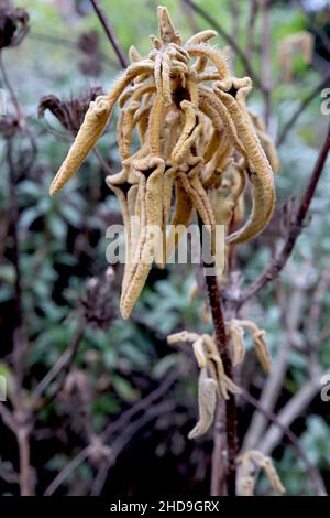 Phlomis leucophracta Jerusalem salvia – incurlata foglie verde scuro con senape sotto e dentato bianco margini, dicembre, Inghilterra, Regno Unito Foto Stock