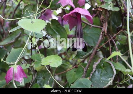 Rhoditichon atrosanguineus campana viola – penduli tubolari viola scuro fiori con vitigno medio rosa a forma di ciotola, cuore a forma di verde medio Foto Stock