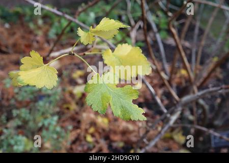 Ribes culverwellii jostaberry – foglie gialle verdi con margini dentati, dicembre, Inghilterra, Regno Unito Foto Stock