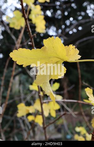 Ribes culverwellii jostaberry – foglie gialle verdi con margini dentati, dicembre, Inghilterra, Regno Unito Foto Stock