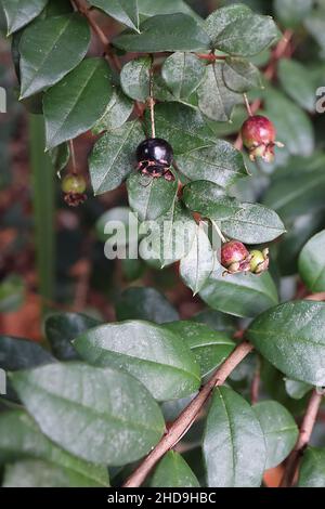 Ugni molinae guava cilena – piccoli frutti di bosco neri viola e foglie verdi lucide, dicembre, Inghilterra, Regno Unito Foto Stock