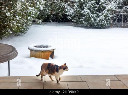 Gatto tricolore che guarda la neve caduta dalla veranda coperta su sfondo nevoso cortile Foto Stock