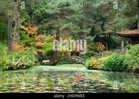 Tatton Park, vista sul giardino autunnale del Giardino Giapponese Foto Stock