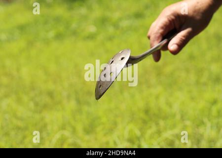 Primo piano della mano che tiene un cucchiaio grande per caffè vecchio stile senza pesticidi Foto Stock