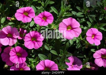 Bella petunia bianca che fiorisce nel giardino. Petunia è un genere di 20 specie di piante da fiore di origine sudamericana. Foto Stock