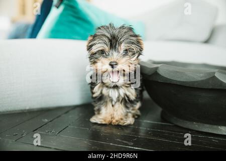 Un piccolo cucciolo di yorkie teacup seduto su un braccio con un cuscino di teal Foto Stock
