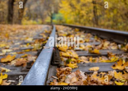 Linea ferroviaria acciaio primo piano con foglie gialle in autunno foresta. Ferrovia Meridionale dei Bambini colorati a Kharkiv, viaggi Ucraina Foto Stock