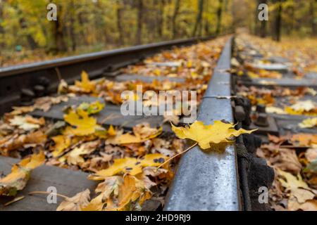 Foglia gialla su ferrovia in acciaio primo piano in autunno foresta. Ferrovia Meridionale dei Bambini colorati a Kharkiv, viaggi Ucraina Foto Stock