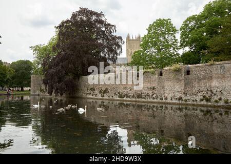 Wells Cattedrale Vescovi Palazzo e Vicari chiudere Foto Stock