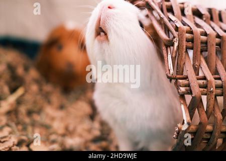 Maiale della Guinea che mostra i suoi denti Foto Stock