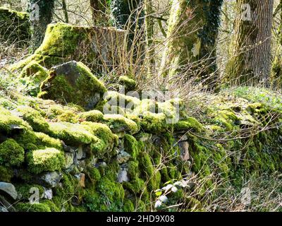 Muro di pietra coperto di muschio verde bello. Foto Stock