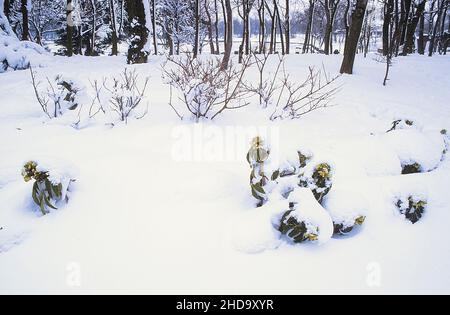 Primo piano di Helleborus argutifolius o corsicano hellebore coperto di neve un sempreverde sempreverde perenne cuscinetto fiori verdi pallidi in inverno e primavera Foto Stock