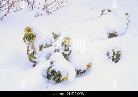 Primo piano di Helleborus argutifolius o corsicano hellebore coperto di neve un sempreverde sempreverde perenne cuscinetto fiori verdi pallidi in inverno e primavera Foto Stock