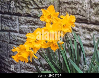 Narcissus Spellbinder crescere in un gruppo contro una parete di divisione 1 tromba Daffodil che i fiori nel mezzo della molla Foto Stock