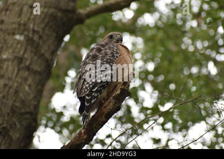 Un falco a spalla rossa guarda verso il basso da un albero. Foto Stock