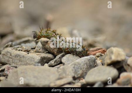 caterpillar che cammina sulle pietre verdi ha preso da vicino Foto Stock