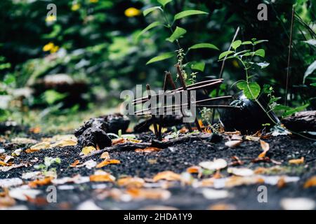 Primo piano di foglie autunnali cadute su un terreno fangoso con piante e alberi Foto Stock