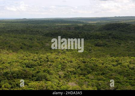 Vista della vegetazione della savana amazzonica nella città di Alter do Chão, nello stato di Pará, Brasile. Foto Stock