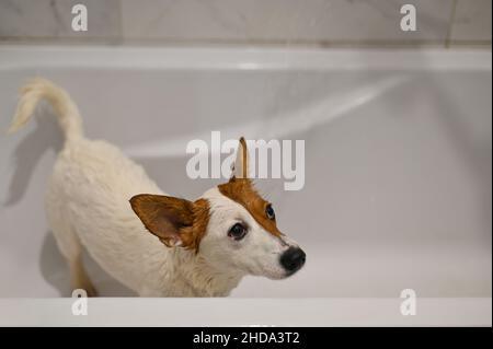 jack russell terrier cane prende una doccia Foto Stock
