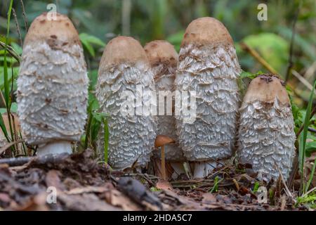 Funghi con cappuccio a inchiostro Shaggy sul pavimento della foresta Foto Stock