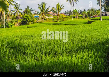 Bellissime terrazze di riso ben irrigato pendici vulcaniche, Ubud, Bali Foto Stock