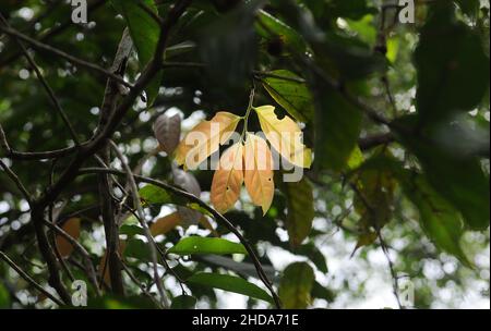 Tipi di vegetazione e frutti della savana amazzonica nella città di Alter do Chão, nello stato di Pará, Brasile. Foto Stock