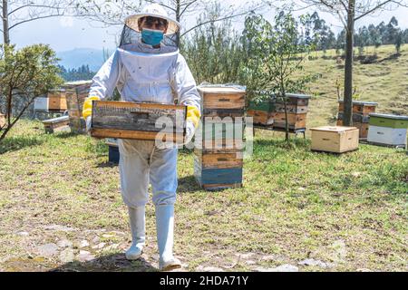 Ritratto di un apicoltore in tuta protettiva che porta una gabbia di nido d'ape con miele nel campo Foto Stock
