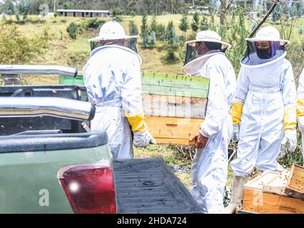 tre apicoltore maschi e femmine che lavorano con i nido d'ape che caricano un pick-up durante la raccolta delle api da miele Foto Stock