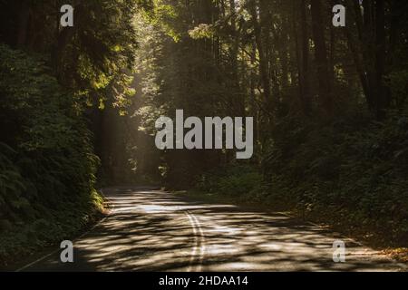 Sunny Winding Road attraverso la foresta di sequoie della California del Nord, Stati Uniti d'America. Foto Stock