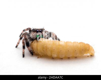 P1010035 piccolo ragno regale di salto, Phiddipus regius regius, che si alimenta su un grande verme, isolato, CECP 2018 Foto Stock