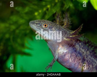 Salamandro di axolotl, Ambystoma mexicanum, CECP 2018 Foto Stock