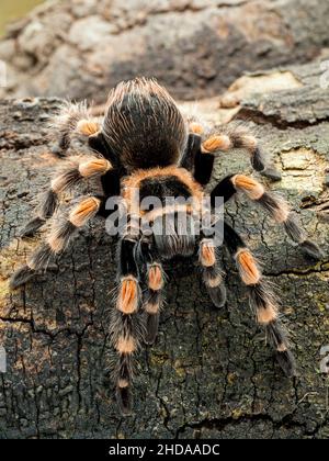 Tarantola femminile messicana del ginocchio d'arance, Brachypelma hamorii, su legno, verticale, CECP 2018 Foto Stock