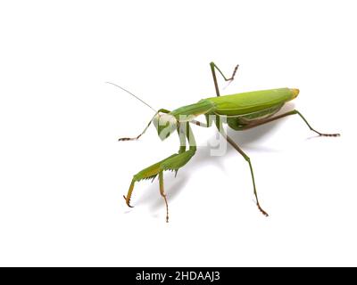 Gigantesco mantis preante asiatico, Hierodula membranacea, CECP 2012 Foto Stock