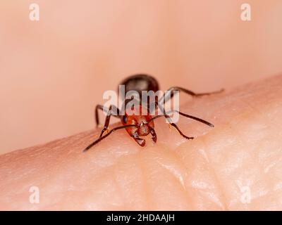 Formica che sgranata, oscura formica, mordente il dito di una persona, CECP 2014 Foto Stock