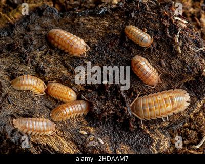 Gruppo di insetti della pillola color pesca, Armadillidium nasatum, CECP 2019 Foto Stock