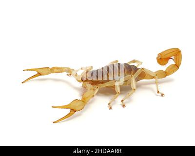 Scorpione peloso del deserto gigante, Hadrurus arizonensis, isolato, CECP 2012 Foto Stock