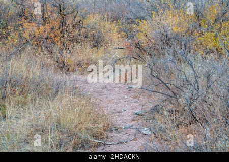 Arazzi di erba e arbusti nella prateria del Colorado, paesaggio di fine autunno nella zona naturale di Soapstone Prairie vicino a Fort Collins Foto Stock