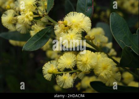 La primavera in Australia è tempo di Wattle - gloriosi fiori d'oro ovunque. Ci sono un sacco di specie - come questo legno nero (Acacia Melanoxylon). Foto Stock